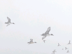 11月份常见水产疾病