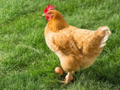 “保护卵巢健康，维护蛋鸡绿色高效养殖”