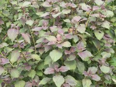 中药品种保护条例