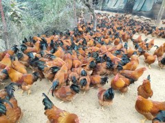 山地放养土鸡的饲养管理及疾病防控