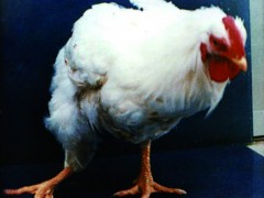 秋冬季如何防控鸡支原体病？