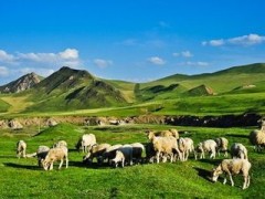 羊群保健方案及常见疾病的防治