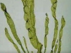 海参养殖常见的黄管菜的防控技术问答